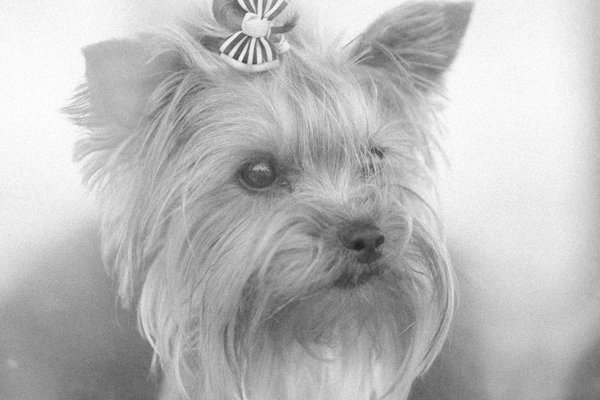 Top Enrichment Ideas to Keep Your Domestic Ferrets Engaged and Boredom-Free