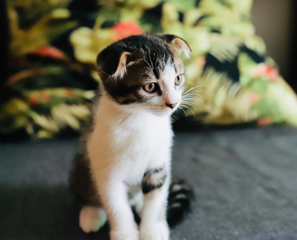 Enhancing biodiversity: innovative habitat management approaches by uk wildlife trusts