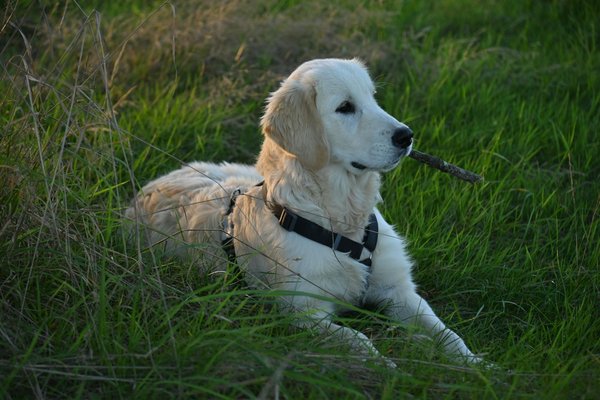 Nurturing nature: practical strategies for uk communities to safeguard local orchid species